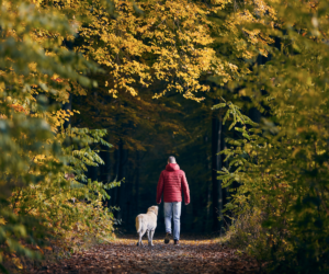 A photo of someone walking their dog in the woods