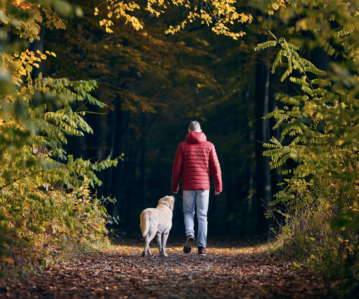 A photo of someone walking their dog in the woods