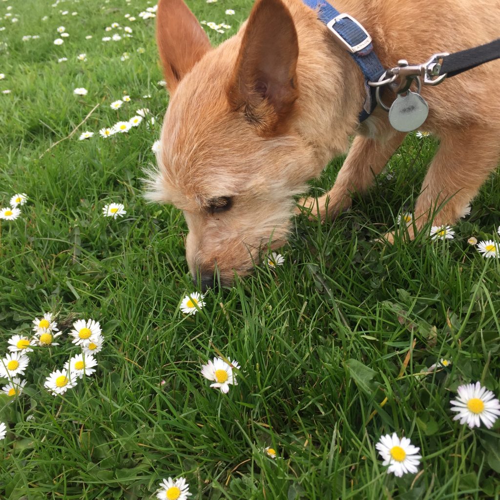 Jack the dog sniffing some flowers